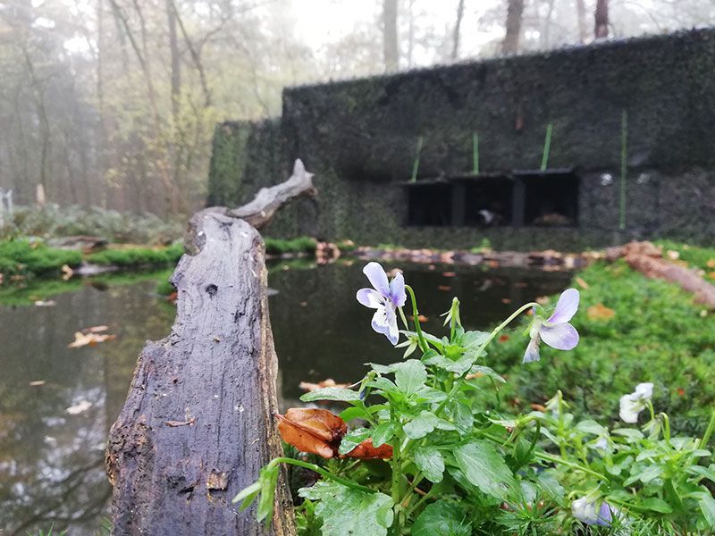 Vogel hut Zwinderen